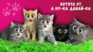 Бездомные Котята Ищут Дом! Спасение Бездомной Кошки С Улицы! Реакция Героя А Ну-Ка Давай-Ка На Котят