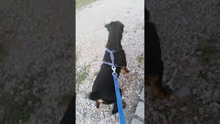 Jagdterrier Njemacki Terijer Ljut