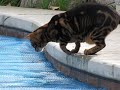 Bengal Cat wants to Walk on Water