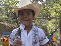 Cazadores Furtivos Acaban con Guacamayas Fauna de Cabo Corrientes 29 Enero 2013