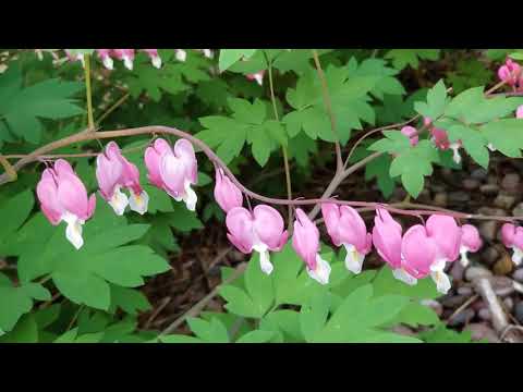 See Beautiful Bleeding Hart Flower ! Ngắm Hoa Trái Tim Rỉ Máu Đẹp Rực Rỡ !