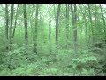 BIGFOOT FOOTAGE!