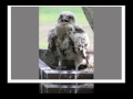 Kerecsensólyom (Falco cherrug)