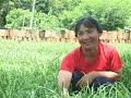 การปลูกกุยช่ายขาวปลอดสารพิ