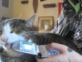 Foto pequena Momo loves the Nokia 6133 SO MUCH, he can TASTE IT!