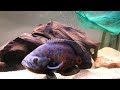 cichlid