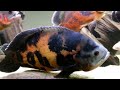 cichlid