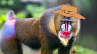 Mandrill