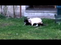 Easter Bunny 2012 | Bunny Loves Kitty | Cute Animals | Funny Pet Video