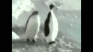 Penguenden Tokat A Clic
