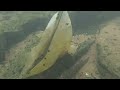 River Treasure 4 Iphones 2 Gopro S Pentax Wg2 And River Treasure 4 Iphones 2 Gopro S Pentax Wg2 And