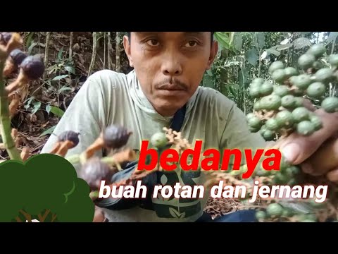 Manfaat jernang!!!mengenal dan memahami apa itu jernang dan khasiatnya.