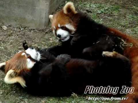 Red Panda 2010 バトルは楽し@市川市動植物園