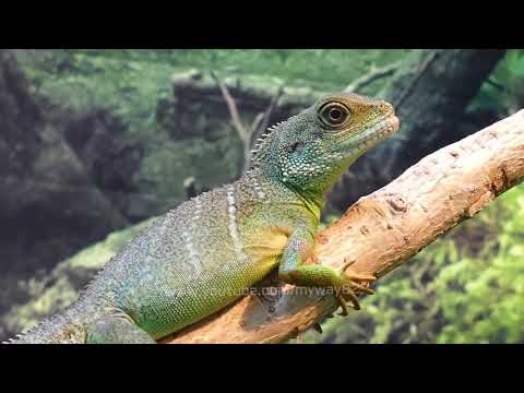 Amazon Jungle || The Amazon Rainforest || Bengali
