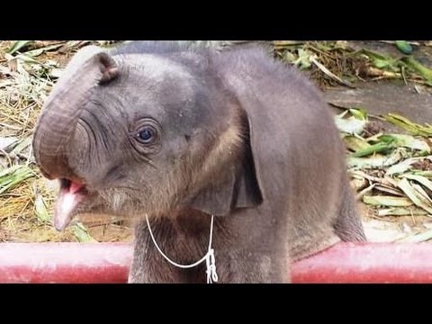 象の赤ちゃんが小さすぎて可愛い