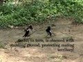 Pied Mynah vs Magpie Robin