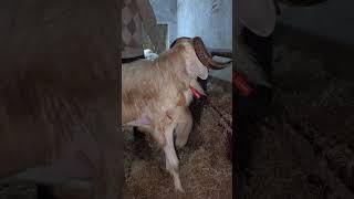 Big Size Amingad Sheeps Bakraeid 25