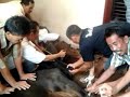 image Sapi Kurban Bu Hj Nining Mengamuk