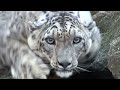 *RARE - Snow Leopard HELLO!