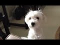 Birdie Mocking Doggy