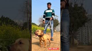 शनदर टप कवलट डग - Apbt Muscular Pitbull Top Quality Pitbull American Pitbull