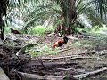 Pikat Ayam Hutan Bkt Kapar images Pikat Ayam Hutan Bkt Kapar