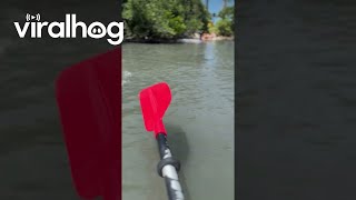 Kayakers Encounter Friendly Manatees || Viralhog