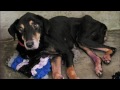 Blacky - An appeal from Embark