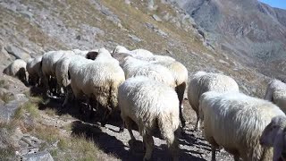 Sheep Herd Moving Stock Video