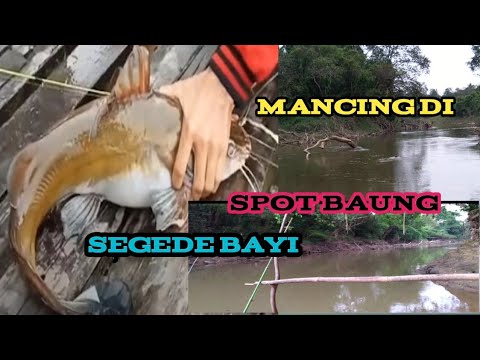 mancing d spot yg baung nya Segede bayi #baungmonster #baungbabon #baunghunterindonesia #baungbesar