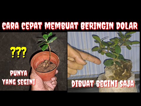 cara cepat membuat Beringin dolar diatas batu#mameberingindolar#pecahbatangdibuatontherock#