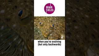 Flatfish Are Evolving Backwards