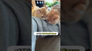 My Cats Rizz Is Not Enough