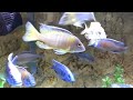 cichlid