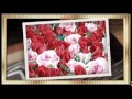Kaczor Feri -✿✿   Millió rózsaszál ✿✿