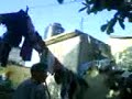 poronga-punks-mi vecina esta bien buena.3gp
