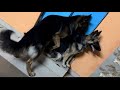 German shepherd meeting video. How to meeting German shepherd dog. Meeting videos of dogs