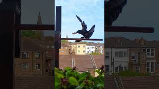 Bread For Large Male Crow Spooky Balcony Bird Table 4K