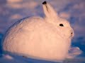 Brian Crain - Promise-(My tribute to Winter)
