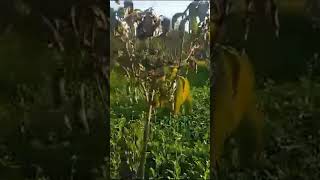 My Village My Birth Place