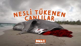 Nesli Tükenen Canlılar | Megalodon: Dev Köpekbalığı