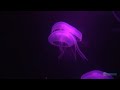 Jellyfish (deeply relaxing)