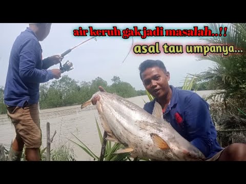 Dapat seekor langsung pulang kalau spot yang ini// ikannya babon semua