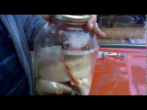 Вакуумная сушка фруктов своими руками Вакуумная сушка фруктов своими руками