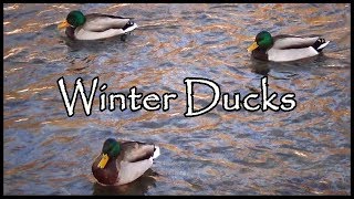 Winter Ducks Winter Ducks