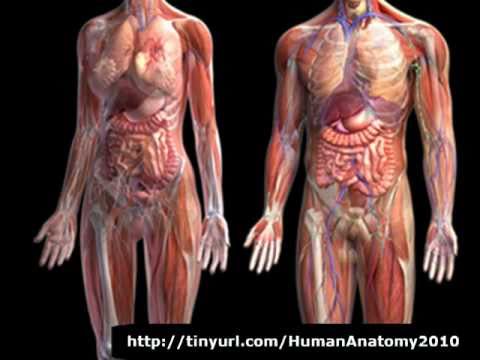 Human Anatomy & Physiology | Human Anatomy Body - YouTube