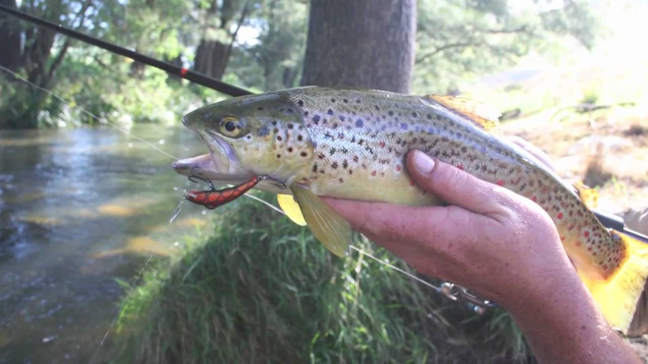 Deliverance Barrington Tops Trout FishingTEAM GOODANG YouTube