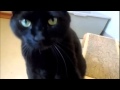 Adopt Rocco - Caring for Cats No Kill Animal Shelter Minnesota