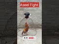 Aseel Murga Fight | #youtubeshorts #aseel #chicken #shorts