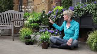 SLPC Quick Tip // 'Lemon Lime' Nandina